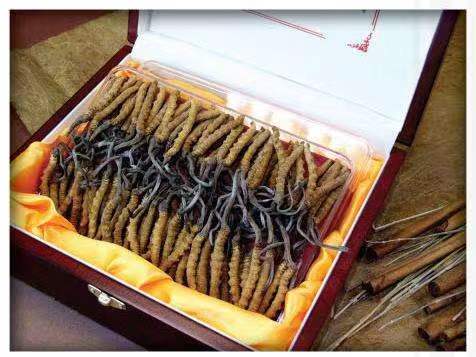 肇东冬虫夏草回收